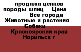 продажа ценков породы шпиц  › Цена ­ 35 000 - Все города Животные и растения » Собаки   . Красноярский край,Норильск г.